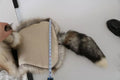 Dolce & Gabbana Brown Fox Tail Fur Shawl Neck Wrap Cover Collar Scarf
